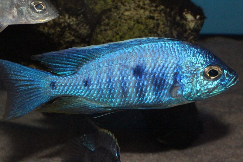 Copadichromis azureus 'Mbenji Island'